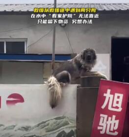 大狗洪水中仍看家 救援人员无法靠近 内幕曝光太让人动容