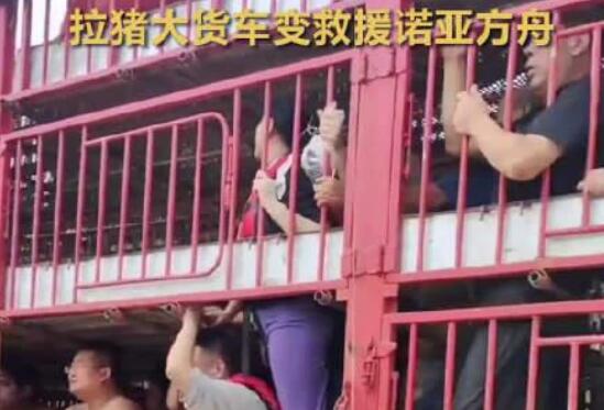 涿州洪灾 拉猪大货车变“诺亚方舟” 内幕曝光简直太意外了