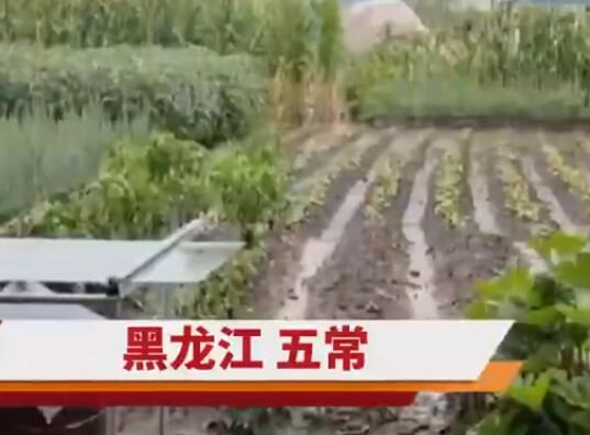 五常大米产地遭洪水 农户:全完了 背后真相实在让人惊愕