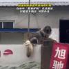 大狗洪水中仍看家 救援人员无法靠近 背后真相实在让人惊愕