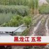 五常大米产地遭洪水 农户:全完了 背后真相实在让人惊愕
