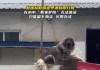 大狗洪水中仍看家 救援人员无法靠近 内幕曝光太让人动容