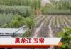 五常大米产地遭洪水 农户:全完了 背后真相实在让人惊愕