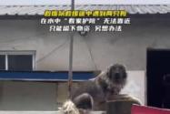 大狗洪水中仍看家 救援人员无法靠近 内幕曝光太让人动容