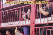 涿州洪灾 拉猪大货车变“诺亚方舟” 背后真相实在让人惊愕