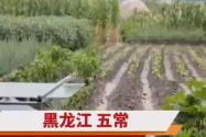 五常大米产地遭洪水 农户:全完了 背后真相实在让人惊愕