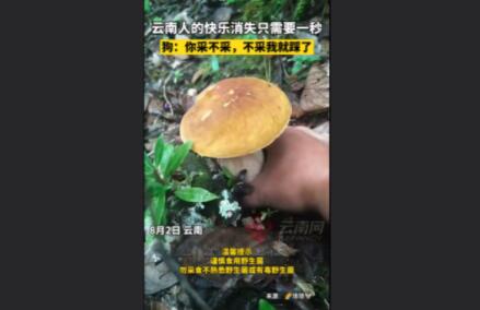 男子采菌子被截胡 狗:你不采我踩了 内幕曝光简直太意外了