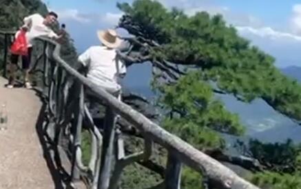 老人坐在悬崖边的迎客松上拍照 内幕曝光简直太意外了