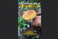男子采菌子被截胡 狗:你不采我踩了 背后真相实在让人惊愕
