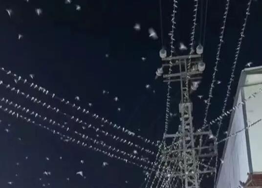 云南一地燕子漫天飞舞 地震局回应 背后真相实在让人惊愕