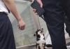 小狗进地铁蹭空调被安保耐心劝离 背后真相实在让人惊愕