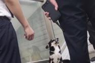 小狗进地铁蹭空调被安保耐心劝离 内幕曝光简直太意外了