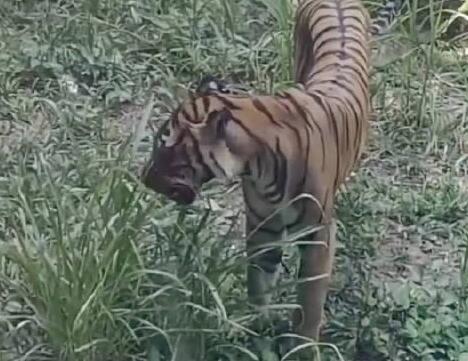 广州动物园老虎饿得吃草?园方回应 背后真相实在让人惊愕