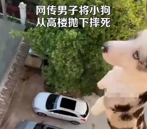 男子将小狗从高楼抛下摔死并炫耀 内幕曝光简直太意外了