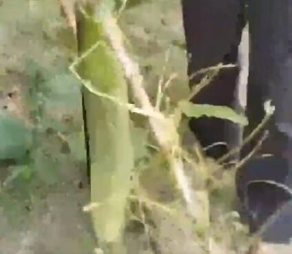 村民种出59厘米超4斤黄瓜王 内幕曝光简直太罕见了