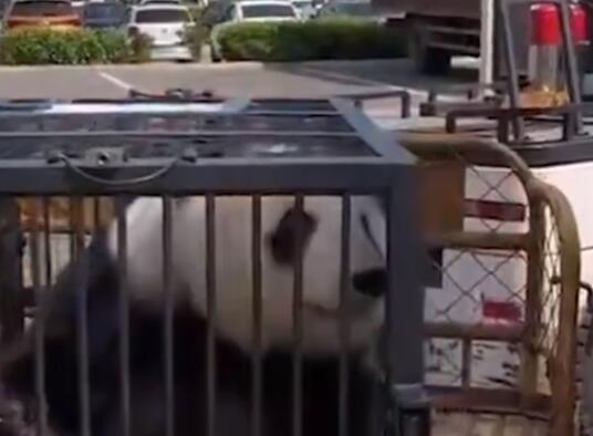 大熊猫美生返乡被直播博主拦车截停 内幕曝光简直太意外了