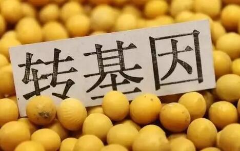 转基因食品会致癌?官方回应:都是谣言