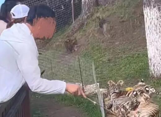 男子景区拿木棍捅小老虎 内幕曝光简直太可怕了