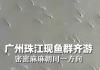 广州珠江水面现鱼群齐游 内幕曝光简直太罕见了