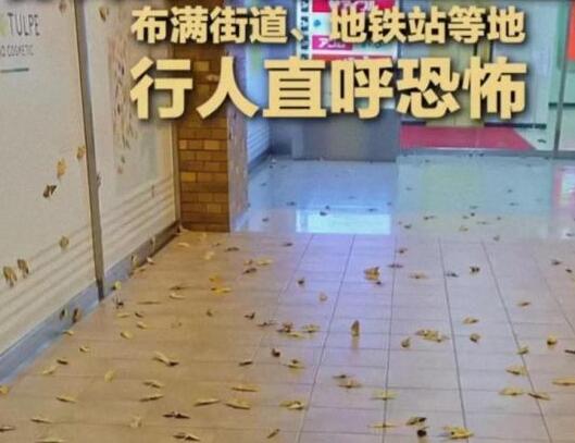 日本出现大量巨型蛾子布满街道 背后真相实在让人惊愕