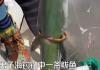 男子海钓 鱼身上卡着一个镯子 内幕曝光简直太意外了