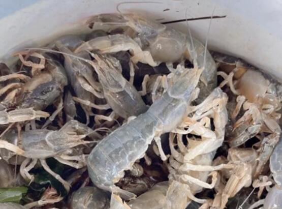 烟台海边现大量蝼蛄虾 背后真相实在让人惊愕