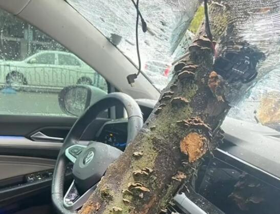 女子刚下车挡风玻璃被树砸穿 内幕曝光简直太意外了