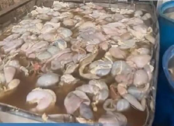 市监局查封加工内脏黑窝点被熏吐 内幕曝光简直太意外了