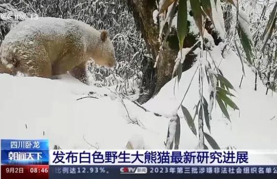 白色野生大熊猫最新研究进展 内幕曝光简直太意外了