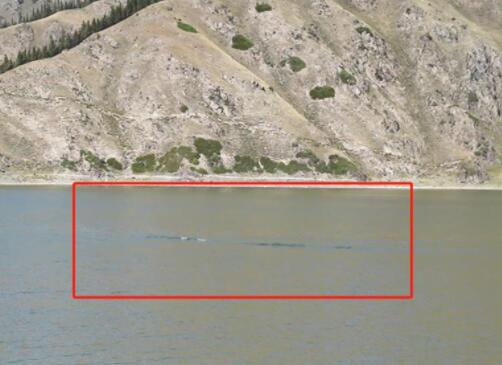 天山天池现银色水怪?景区:无法判断 背后真相实在让人惊愕