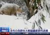 白色野生大熊猫最新研究进展 内幕曝光简直太意外了