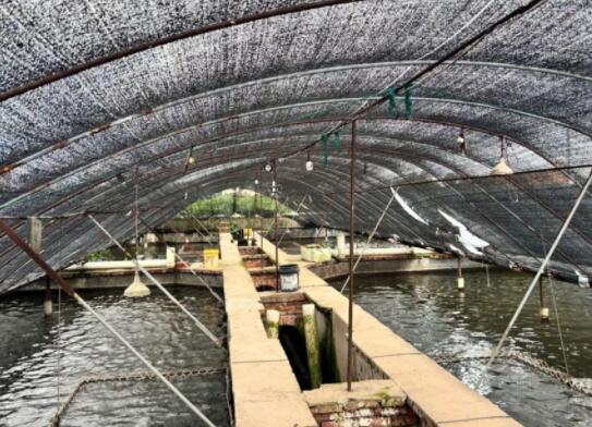 核污水排海后:中国鳗鱼之乡的担忧 背后真相实在让人惊愕