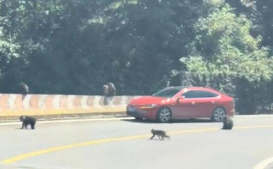 数只猴子“摆阵”围车 究竟是怎么回事？