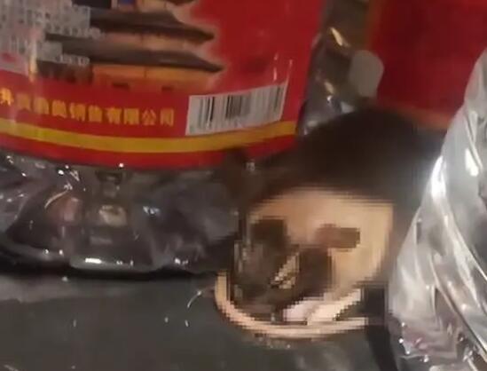 老鼠咬坏白酒桶醉倒在超市 内幕曝光简直太意外了