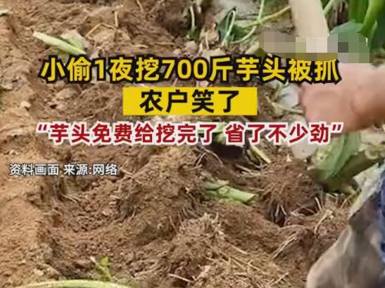 小偷1夜挖700斤芋头被抓 农户笑了 背后真相实在让人惊愕