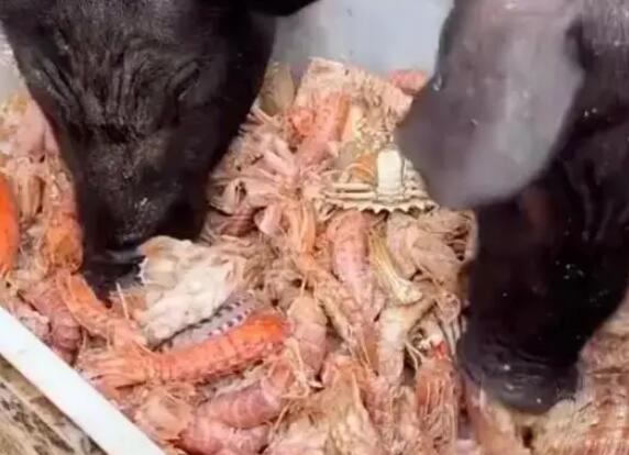男子给猪喂皮皮虾螃蟹 背后真相实在让人惊愕