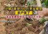 小偷1夜挖700斤芋头被抓 农户笑了 背后真相实在让人惊愕