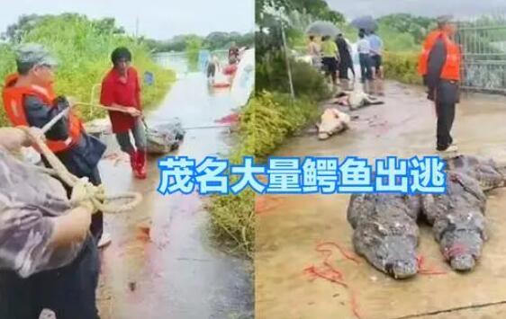 广东鳄鱼暴雨中出逃已抓回36条 内幕曝光简直太意外了