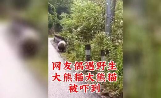 野生大熊猫被偶遇 下一秒拔腿就跑 内幕曝光简直太意外了