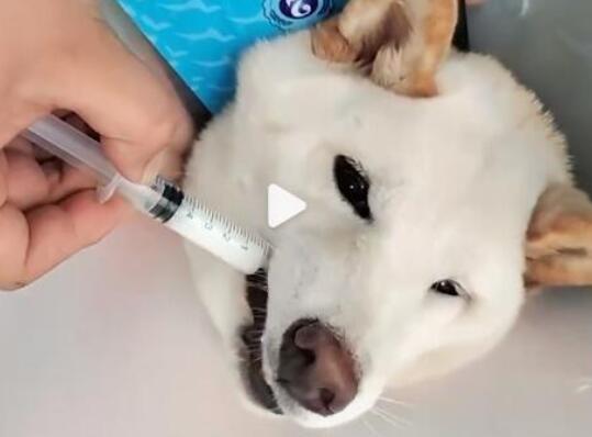 柴犬误食70粒布洛芬主人花5千救回 内幕曝光简直太意外了