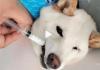 柴犬误食70粒布洛芬主人花5千救回 内幕曝光简直太意外了