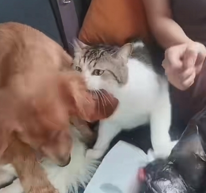 小狗返乡途中晕车还被猫打了一巴掌 背后真相实在让人惊愕