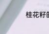 桂花籽的作用和禁忌