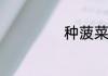 种菠菜技巧是什么