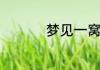梦见一窝刚出生的小狗