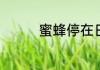 蜜蜂停在日历上打一成语