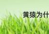 黄猿为什么叫路飞少主