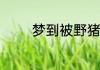 梦到被野猪攻击是什么意思