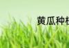 黄瓜种植方法和时间