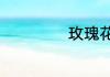 玫瑰花根怎么种植